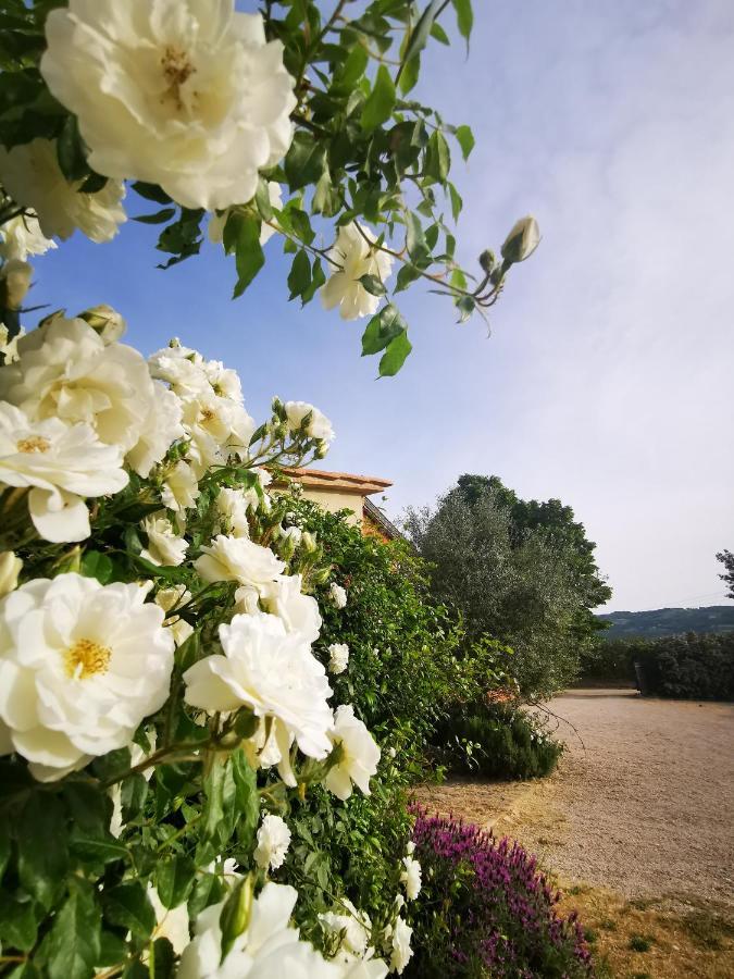 Bed and Breakfast La Casa Dei Tigli Cannara Zewnętrze zdjęcie